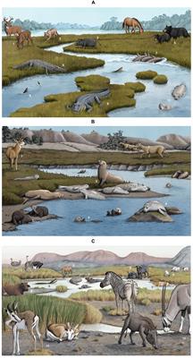 Megafauna in Salt Marshes